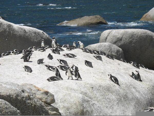 Penguins enjoying the rock warmth