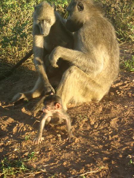 Family of baboons, protecting the youngest from running in the road!  ...so human like!