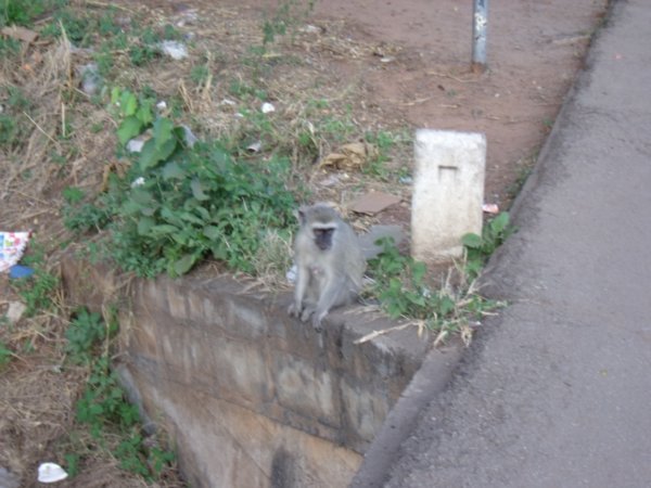 Vervet Monkey, Victoria Falls