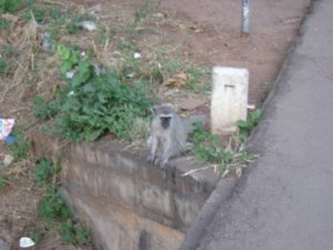 Vervet Monkey, Victoria Falls
