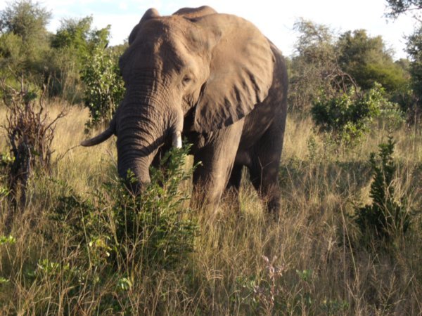 Large male elephant upclose