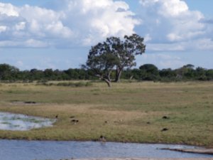 Waterhole, Hwange National Park, Zimbabwe