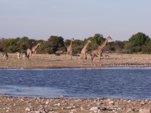 Giraffe at the watering hole