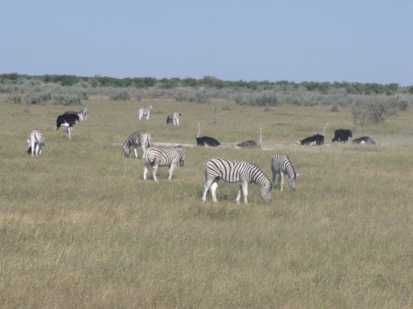 Zebra, ostrich, and various antelope