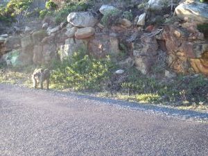 Baboons, Cape Point