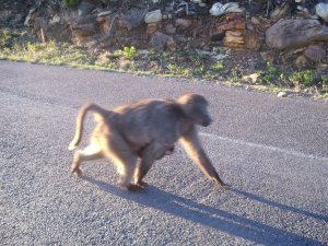 Baboons, Cape Point