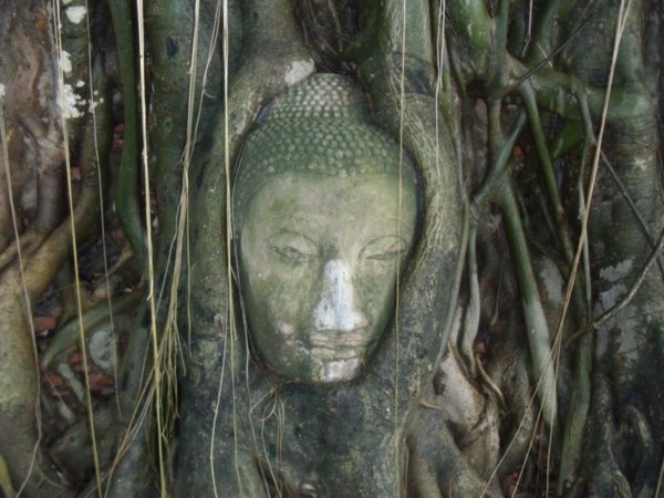 The famous Buddha head