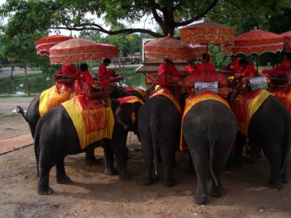 Elephants with their Mahouts, Ayutthaya