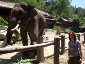 Elephant show, Chiang Mai