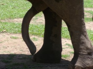 The five-legged elephant!