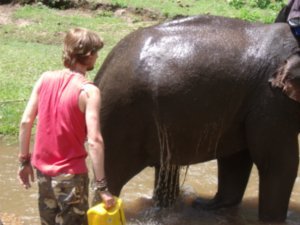 Helping wash the elephants