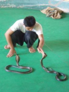2 Common Cobras, Snake show, Chiang Mai