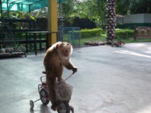 monkeying around!