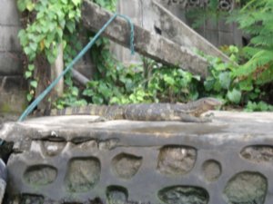 Huge Monitor Lizard lazing on bank of canal, Bangkok