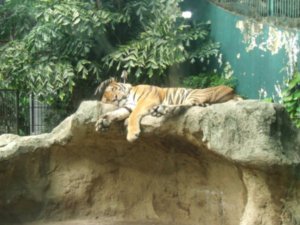 Tiger, Bangkok Zoo