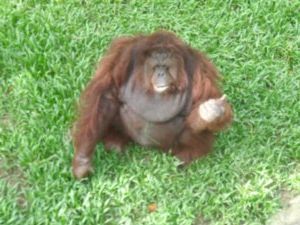 Got any food love? Orangutan at Bangkok Zoo