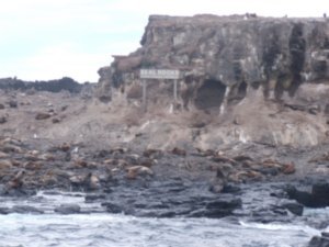 Cruise out to seal rocks, Philip Island