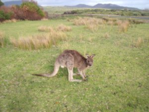 Eastern grey Kangaroo