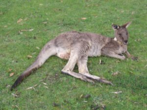 Eastern grey Kangaroo