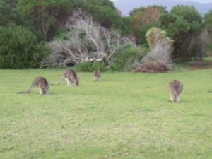 Eastern grey Kangaroos
