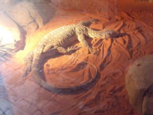 Perentie - Australia's largest Monitor Lizard