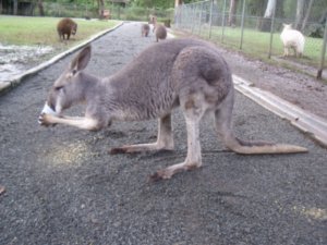 Kangaroo taking cup
