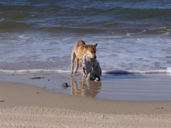 what do dingoes eat on fraser island