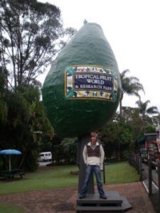 Big Avocado