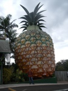 The Big Pineapple, Nambour