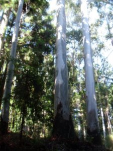 Central Station rainforest gum trees, Fraser Island