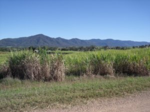 Sugar Cane fields in the middle of nowhere