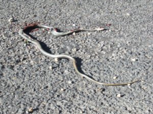 That was a snake! (I just ran over)