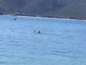 Snorkelling off the Whitsundays