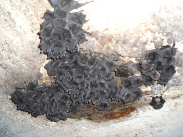 Hundreds of Little Bent-winged bats