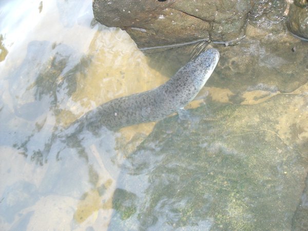 One of many eels at Paronella Park