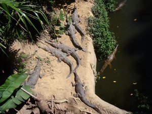 Freshwater Crocs, Kuranda Koala Gardens
