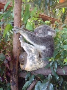 Baby Joey and Mummy Koala