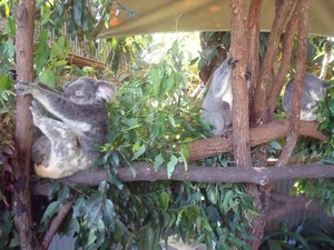 Koala Gardens, Kuranda