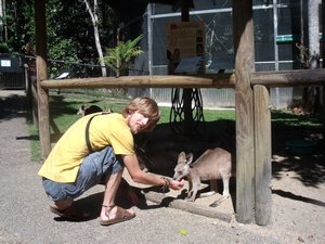 Feeding Joey Kangaroo, Koala Gardens