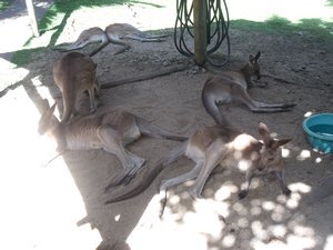Eastern Grey Kangaroos, Koala Gardens