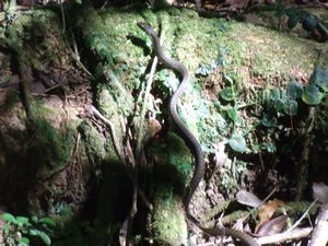 Snake after crossing the path, Mossman Gorge
