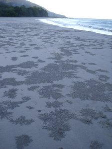 Crab patterns in the sand, Cape Tribulation