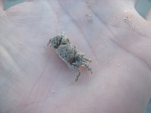 And one of the many crabs that made those sand patterns