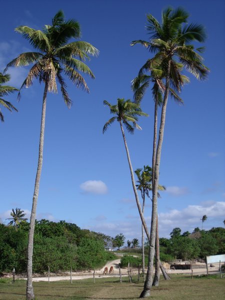 Some of many coconut trees