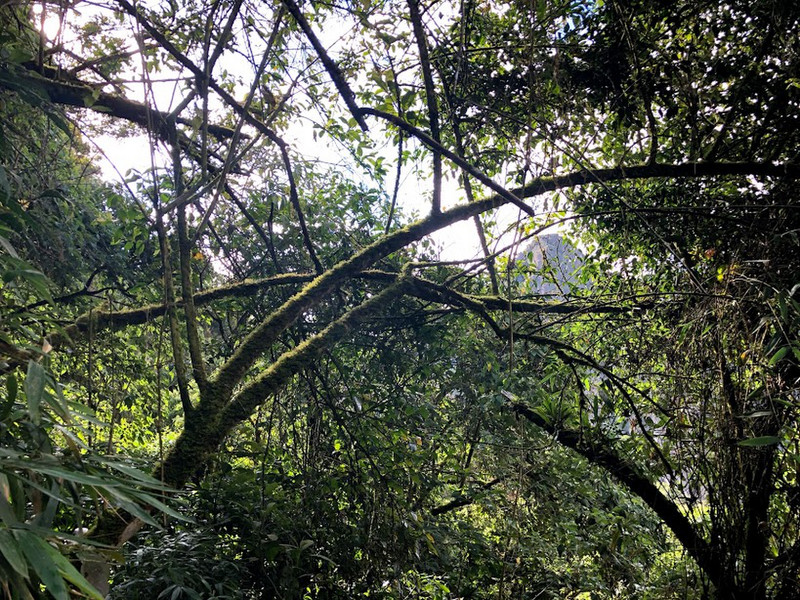 labryinth of trees Machu Picchu