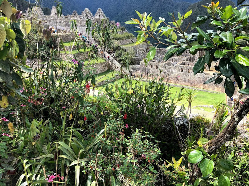 Machu Picchu's flora