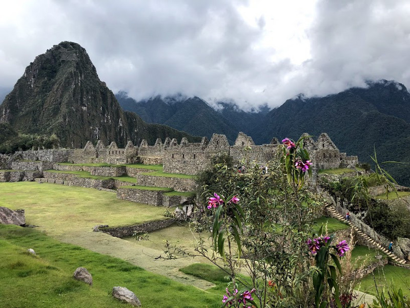 Machu Picchu's flora
