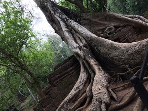 massive roots entwined with the laterite cuboid stones used in construction 