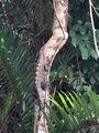 camouflaged iguana