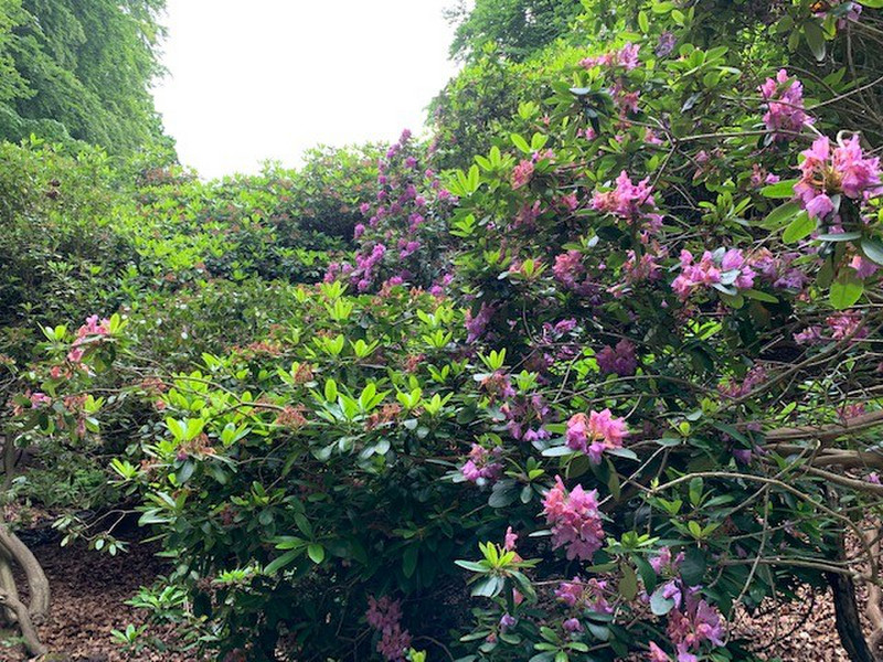 late blooming rhododendrons -- just a few of them were enough to make my day